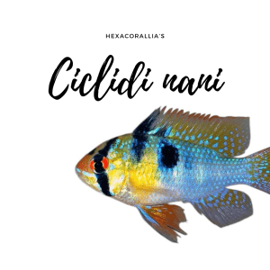 Ciclidi nani