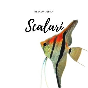 Scalari
