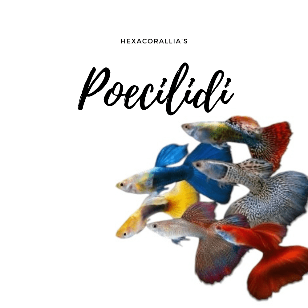 Poecilidi