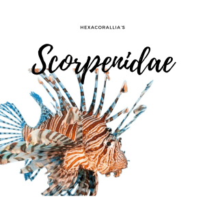 Scorpenidae