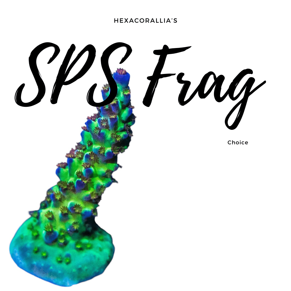 sps frag
