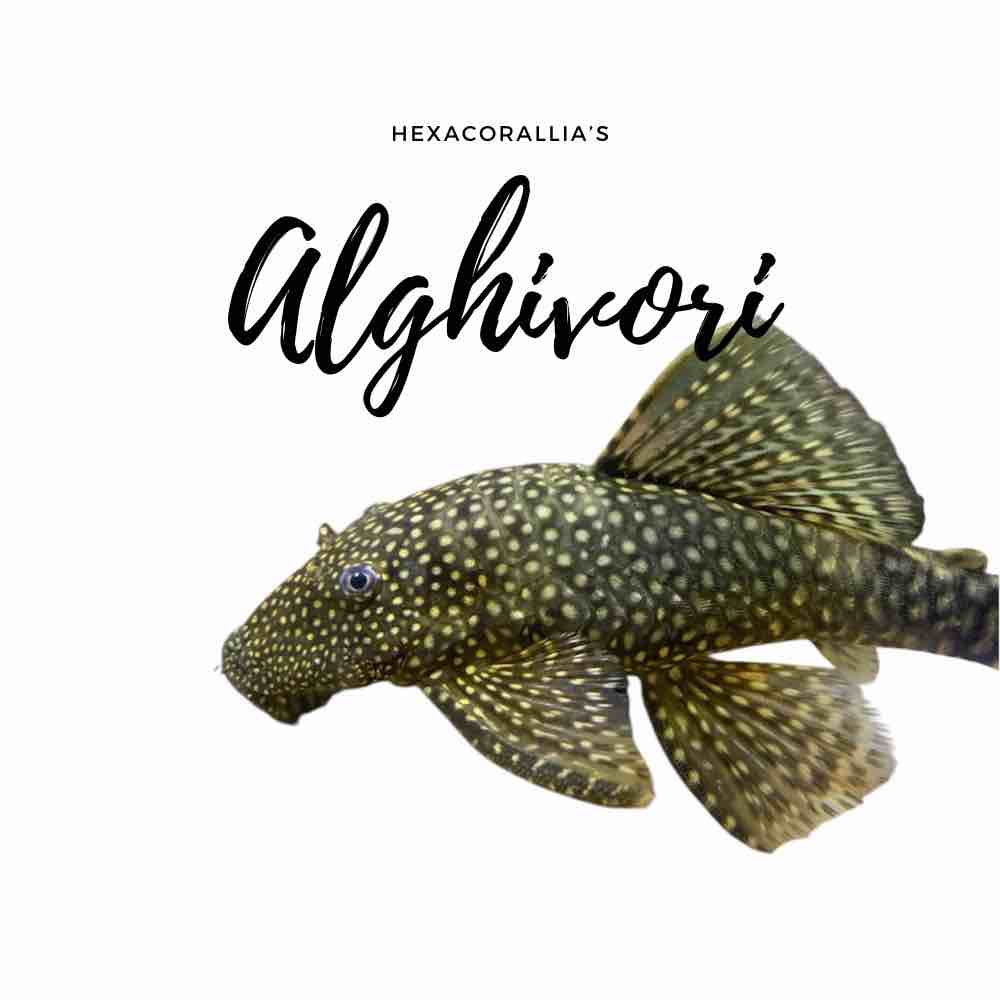 Prodotto acquario marino - Hexacorallia Roma