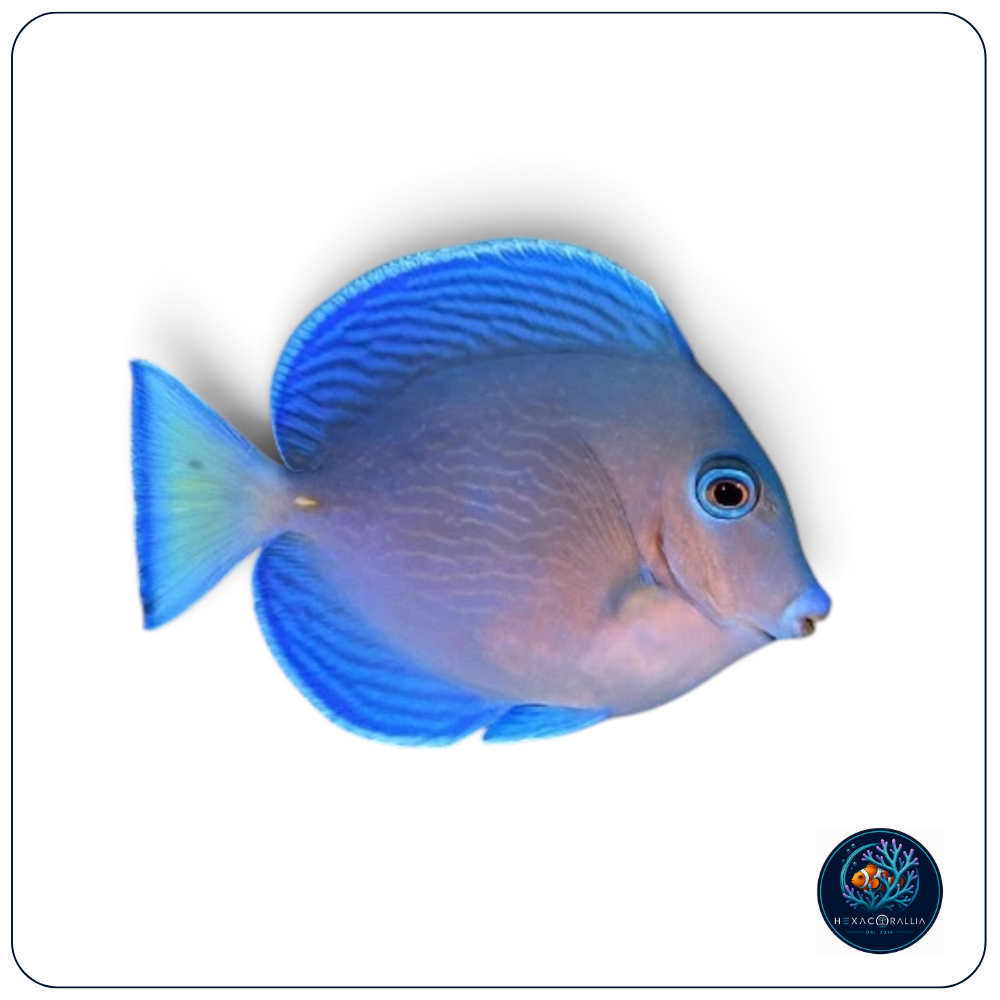 Acanthurus coeruleus