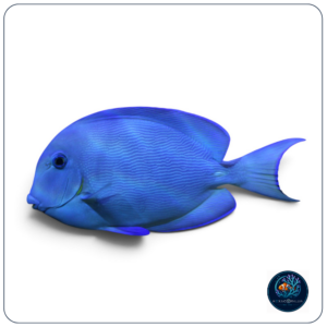 Acanthurus coeruleus