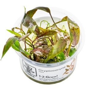 Cryptocoryne nurii 