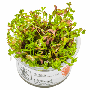 Rotala rotundifolia ‘Blood Red’