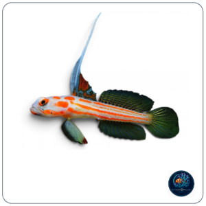 Signigobius yasha