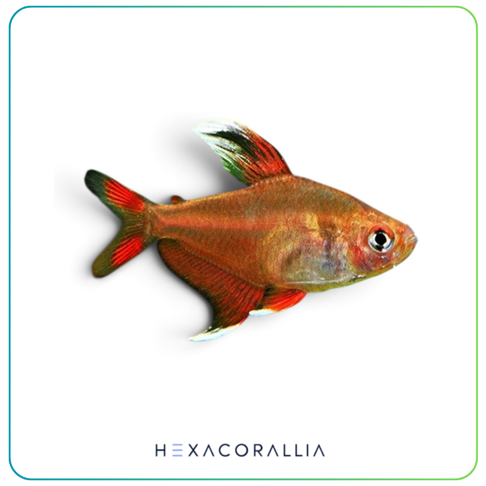 Hyphessobrycon bentosi white fin