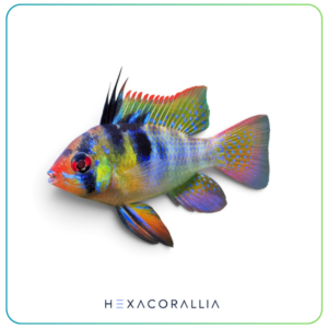 Mikrogeophagus ramirezi