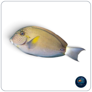 Acanthurus maculiceps