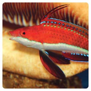 Cirrhilabrus rubriventralis