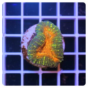 Lobophyllia
