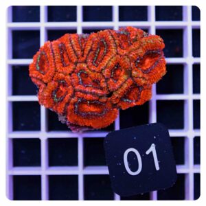 Acanthastrea lordhowensis