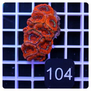 Acanthastrea lordhowensis