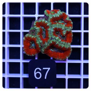 Acanthastrea lordhowensis