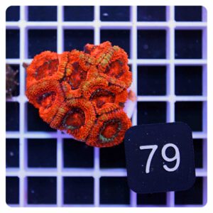 Acanthastrea lordhowensis