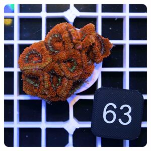 Acanthastrea lordhowensis