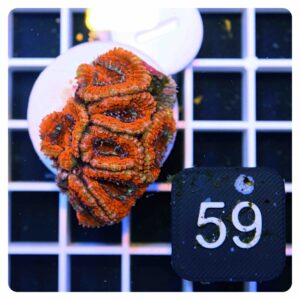 Acanthastrea lordhowensis