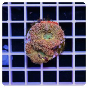 Acanthastrea lordhowensis