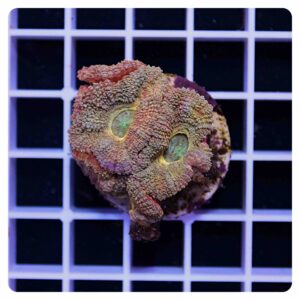 Acanthastrea lordhowensis