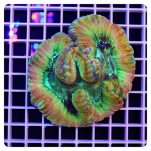 Trachyphyllia geoffroyi