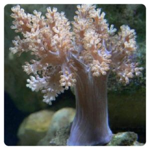 capnella-imbricata