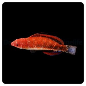 Cirrhilabrus joanallenae