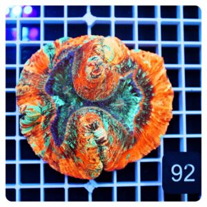 Trachyphyllia geoffroyi