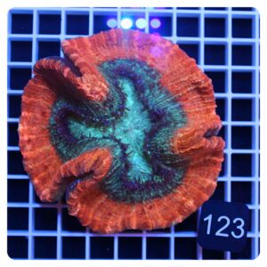 Trachyphyllia geoffroyi