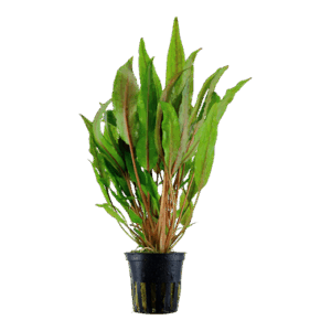 Cryptocoryne undulata
