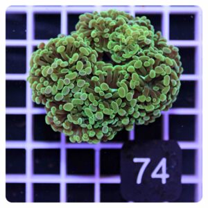 Euphyllia parancora