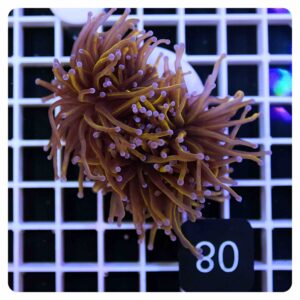 Euphyllia glabrescens
