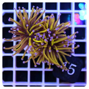 Euphyllia glabrescens