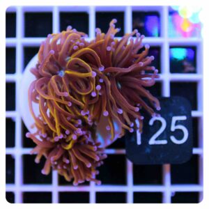 Euphyllia glabrescens