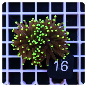 Euphyllia glabrescens