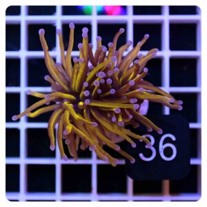 Euphyllia glabrescens