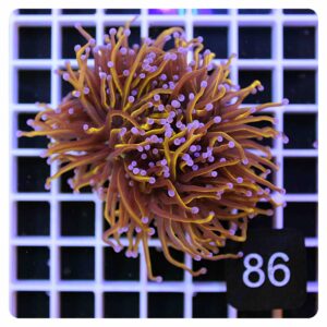 Euphyllia glabrescens