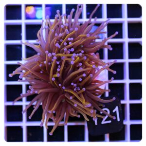Euphyllia glabrescens