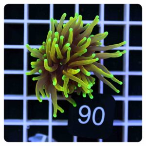 Euphyllia glabrescens