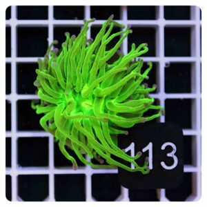 Euphyllia glabrescens