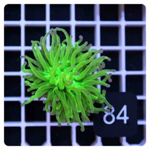 Euphyllia glabrescens