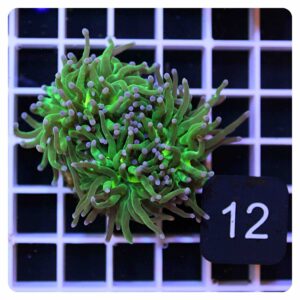 Euphyllia glabrescens