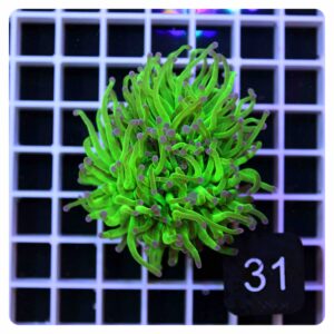 Euphyllia glabrescens