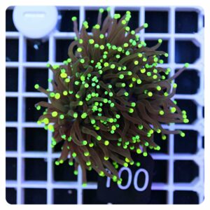 Euphyllia glabrescens