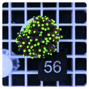 Euphyllia glabrescens