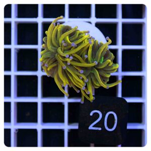 Euphyllia glabrescens