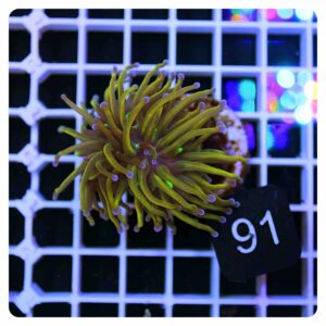 Euphyllia glabrescens