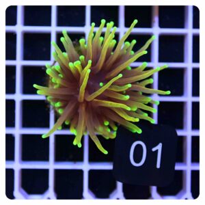Euphyllia glabrescens