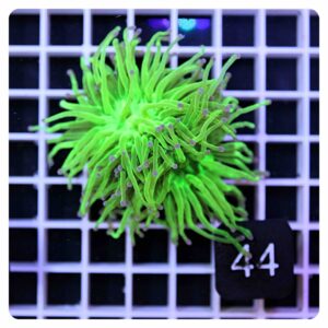 Euphyllia glabrescens