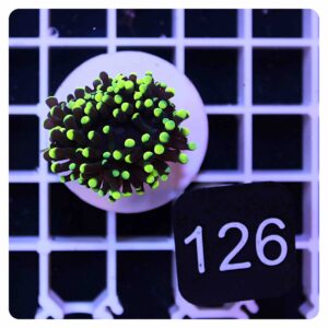 Euphyllia glabrescens